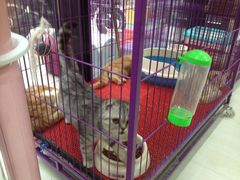-爱宠屋pet shop·宠物洗澡·宠物美容