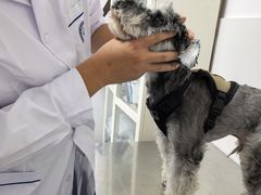 -北京赛佳动物医院