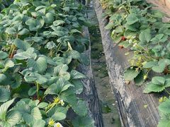 -小鱼草莓采摘园农家乐·小鱼餐厅