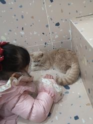 -Moni星球萌宠·小马宝莉·灵蛇·高端高阶全萌宠互动体验俱乐部(红豆国际广场店)