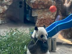 -石家庄市动物园