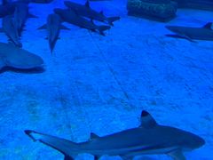 -芜湖新华联大白鲸海洋公园