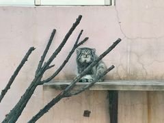 -青藏高原野生动物园