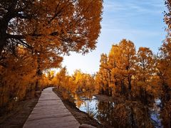 -金塔沙漠胡杨林景区