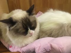 -猫色咖啡·猫咖