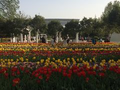 -洛阳郁金香牡丹园