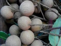 -从化深英荔枝黄皮龙眼采摘园
