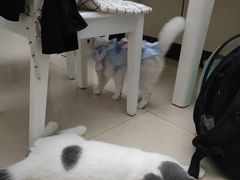 -宠爱国际动物医院· 猫科· 外科·中兽医(长白店)