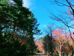 -北海道神宫