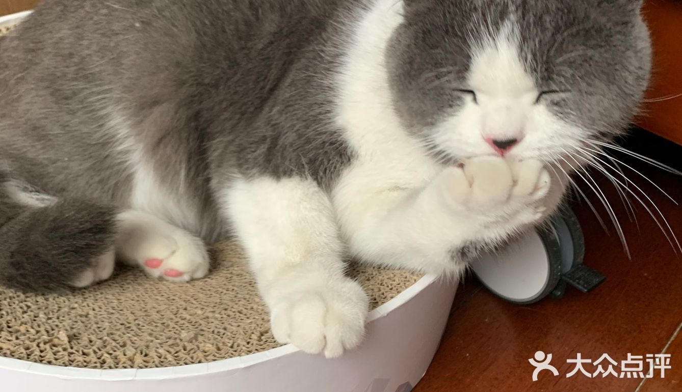 像这样？我家主子的高萌瞬间