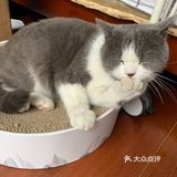 像这样？我家主子的高萌瞬间