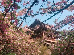 景点-西安青龙寺遗址景区