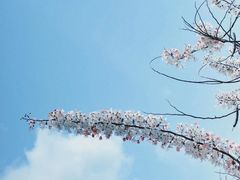 -白石龙音乐公园