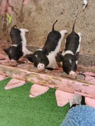 -萌宠亲子动物乐园(槐房万达店)