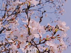 -西北湖绿化广场