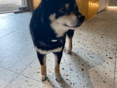 -柴务处·柴犬主题狗咖