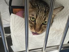 -爱诺耐芙动物医院(万博店)