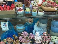-曲阳花鸟市场(曲阳路店)