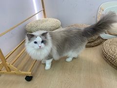 -1013 PET SHOP 宠物商店(近铁城市广场店)