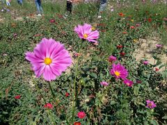 -武汉紫薇都市田园