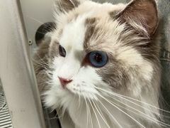-FAELING PETS美天灵宠物(富力广场店)