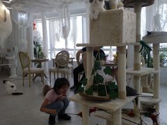 大堂-共舞时光猫咖·狗咖(新街口店)