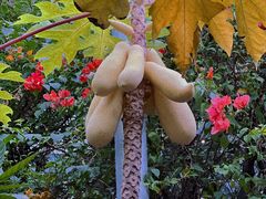 -正佳雨林生态植物园