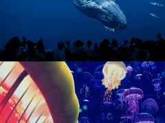 -海合安武汉极地海洋公园