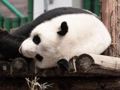 -武汉动物园