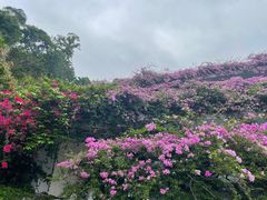 -深圳仙湖植物园