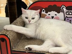 -COLOR PETS 撸猫馆·购猫·猫咖(长风大悦城店)