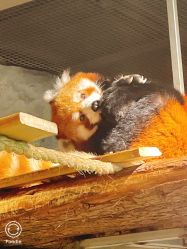 -Zoolung Zoolung动物主题公园(海信广场店)