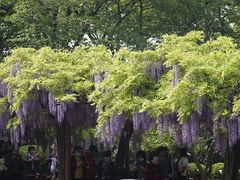 -嘉定紫藤园