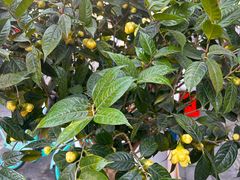 -溪岸路花鸟市场