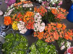 -循礼门鲜花花市(武汉循礼门店)