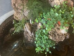 -都江堰石锅鱼