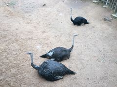 -西霞口神雕山野生动物世界