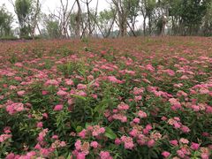 -白鹭湾湿地公园