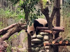 景点-成都大熊猫繁育研究基地