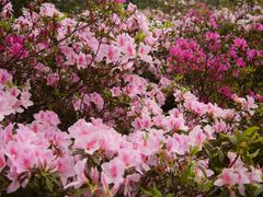 -广州市石门国家森林公园