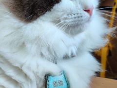 -猫在这儿猫咪咖啡馆·撸猫馆