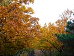 -北宫国家森林公园