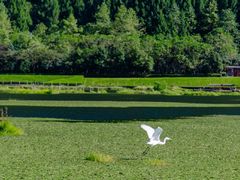 -腾冲北海湿地