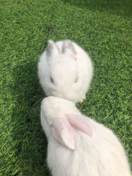 -萌宠亲子动物乐园(槐房万达店)