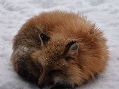 -宫城藏王狐狸村