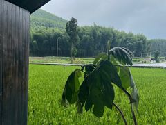 -MOJ coffee(瓯海泽雅水碓坑店)