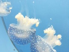 -常州海昌海洋探索馆