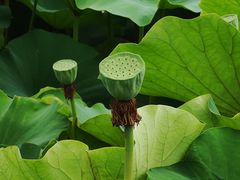 -荷塘月色湿地公园·向阳花洲