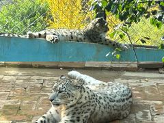 -青藏高原野生动物园