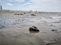 -奉贤海滩